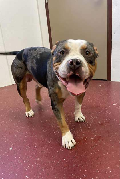 Brutus