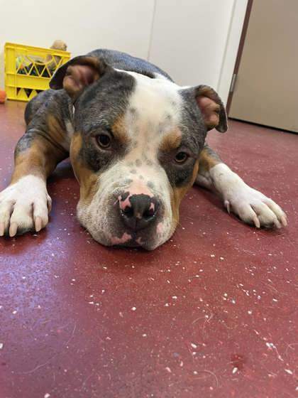 Brutus