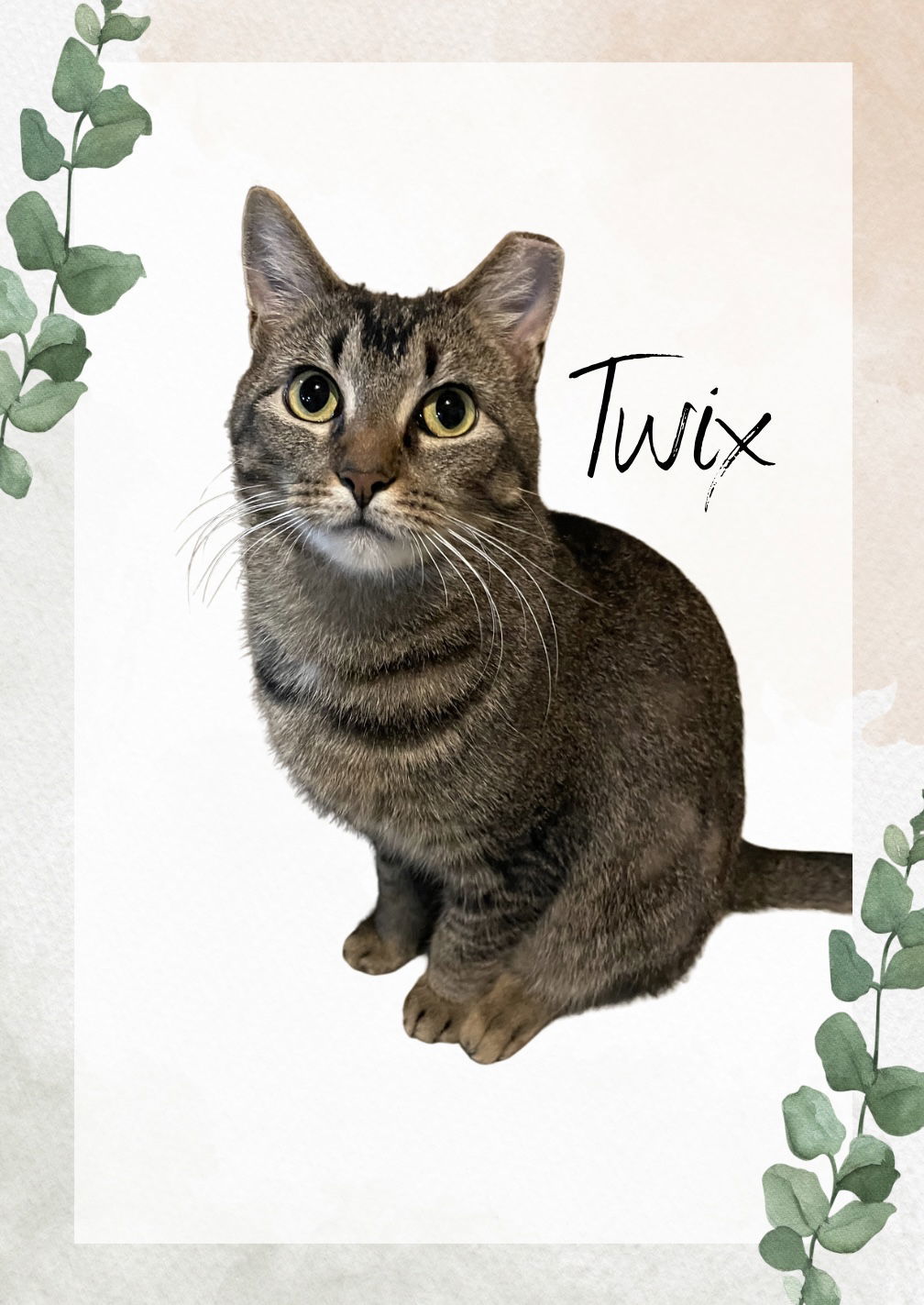 Twix