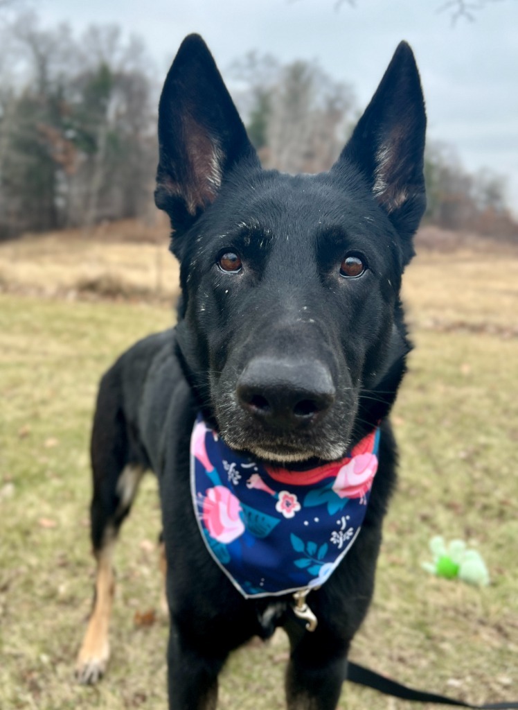 Keyanna, an adoptable Mixed Breed in Menomonie, WI, 54751 | Photo Image 2