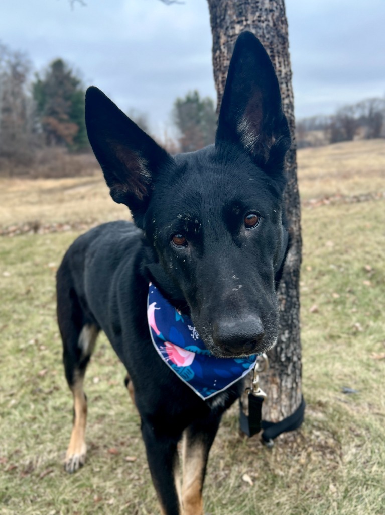 Keyanna, an adoptable Mixed Breed in Menomonie, WI, 54751 | Photo Image 3