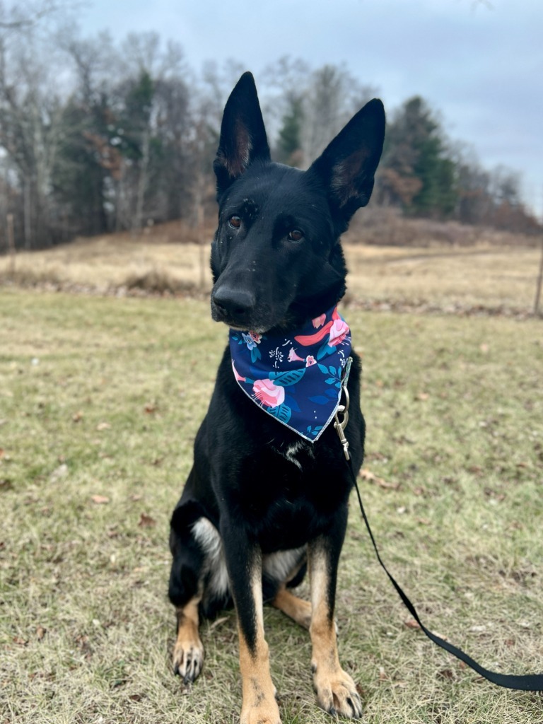 Keyanna, an adoptable Mixed Breed in Menomonie, WI, 54751 | Photo Image 4
