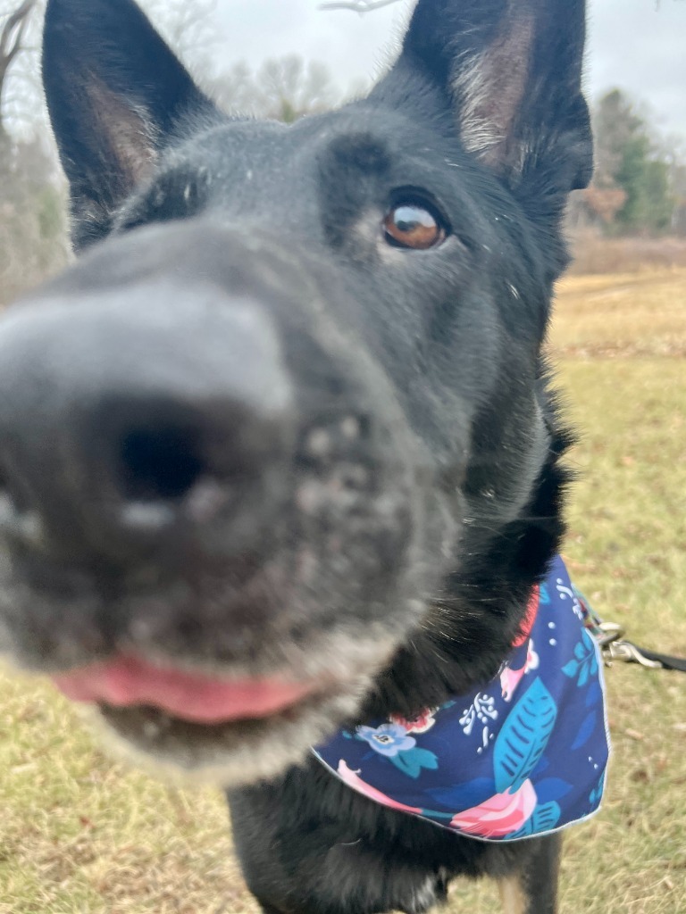 Keyanna, an adoptable Mixed Breed in Menomonie, WI, 54751 | Photo Image 5