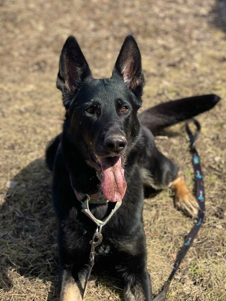 Keyanna, an adoptable Mixed Breed in Menomonie, WI, 54751 | Photo Image 6
