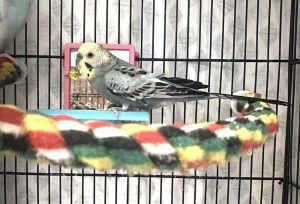 Keet(Trey ), Adult Unknown Parakeet (Other)