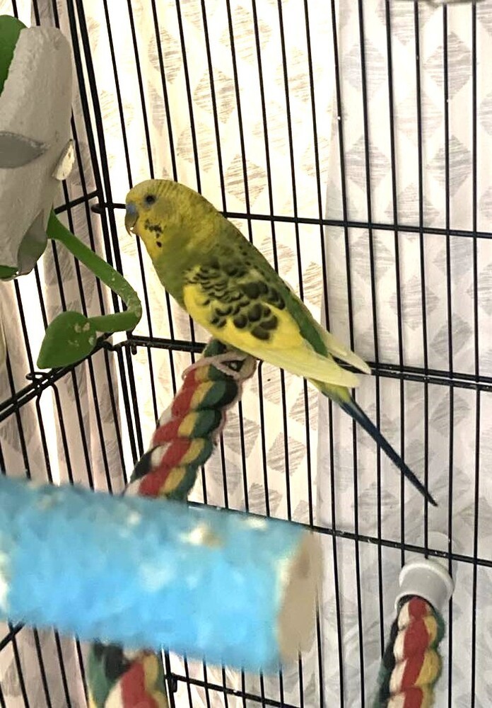 Keet (Kiwi)