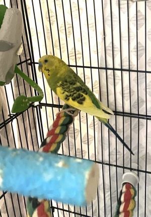Keet (Kiwi), Adult Unknown Parakeet (Other)