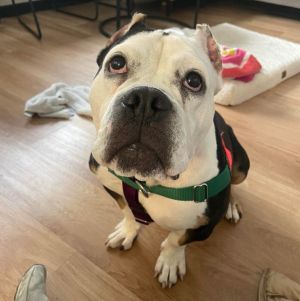 Francine, Adult Female American Bulldog