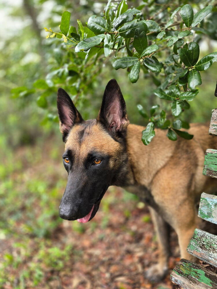 Molly - Located in Florida