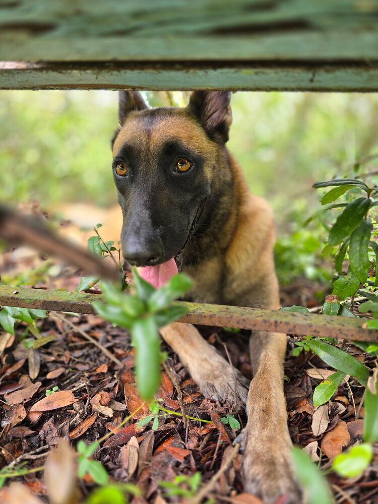 Molly - Located in Florida