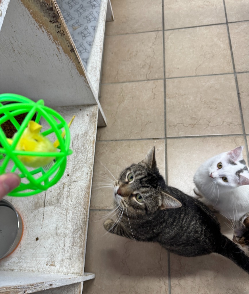 Wilber, an adoptable Domestic Short Hair in Hastings, NE, 68901 | Photo Image 1