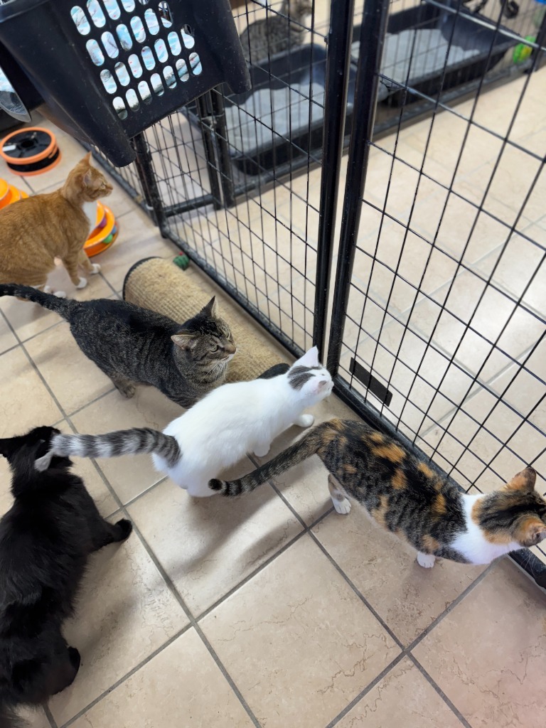 Wilber, an adoptable Domestic Short Hair in Hastings, NE, 68901 | Photo Image 2