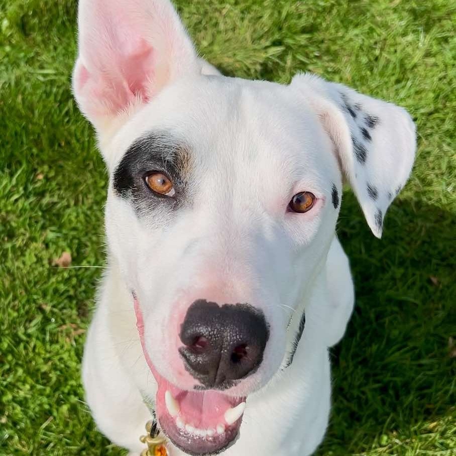 Spot, an adoptable Mixed Breed in Bend, OR, 97702 | Photo Image 1