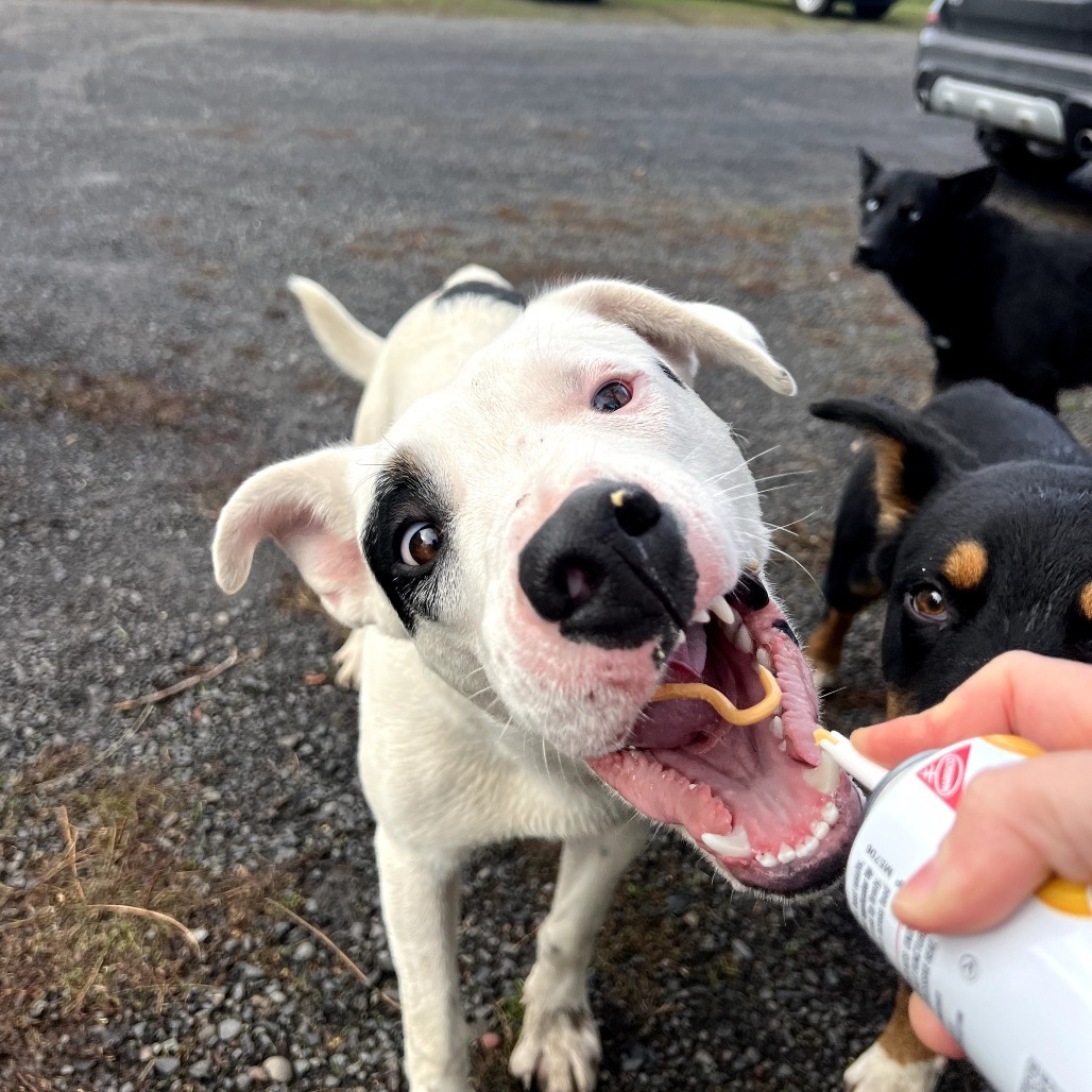 Spot, an adoptable Mixed Breed in Bend, OR, 97702 | Photo Image 2