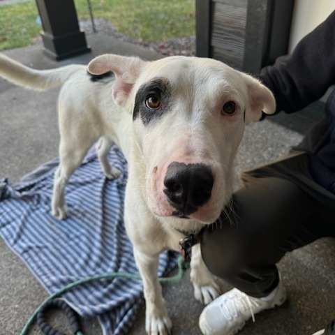 Spot, an adoptable Mixed Breed in Bend, OR, 97702 | Photo Image 4