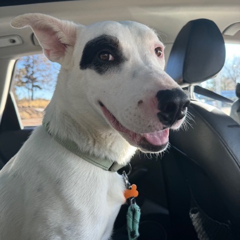 Spot, an adoptable Mixed Breed in Bend, OR, 97702 | Photo Image 6