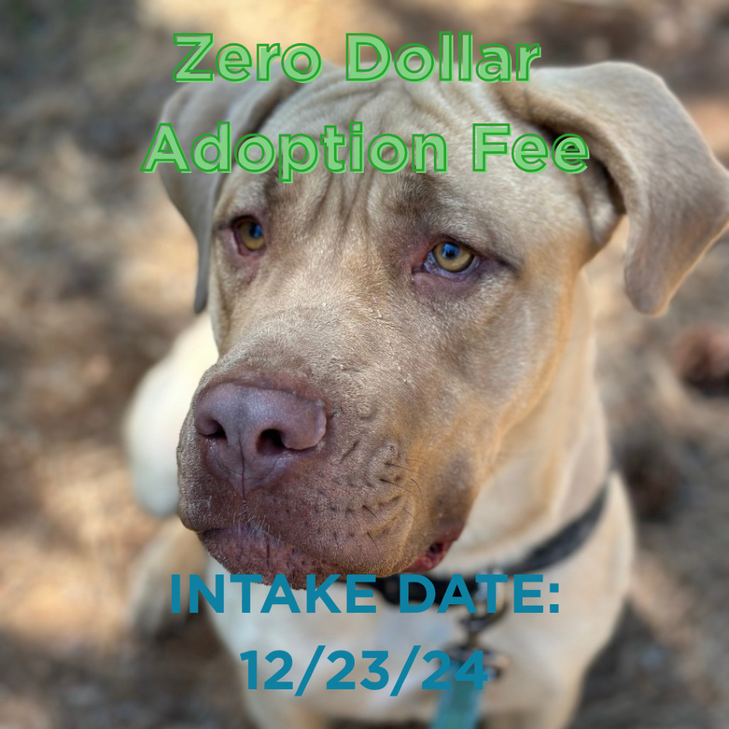 Sunny, an adoptable Cane Corso in Mount Shasta, CA, 96067 | Photo Image 1
