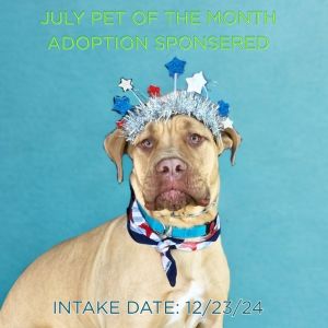 Sunny, Adult Female Cane Corso