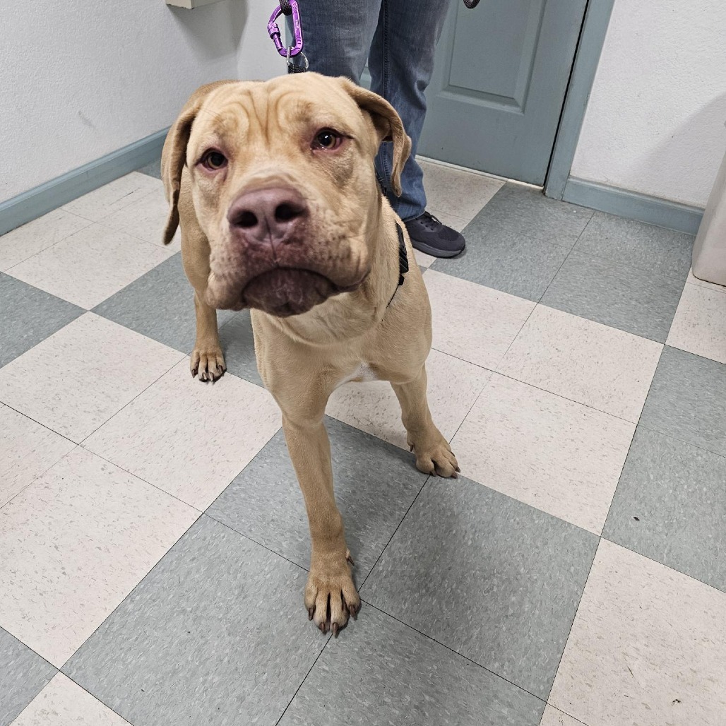 Sunny, an adoptable Cane Corso in Mount Shasta, CA, 96067 | Photo Image 2