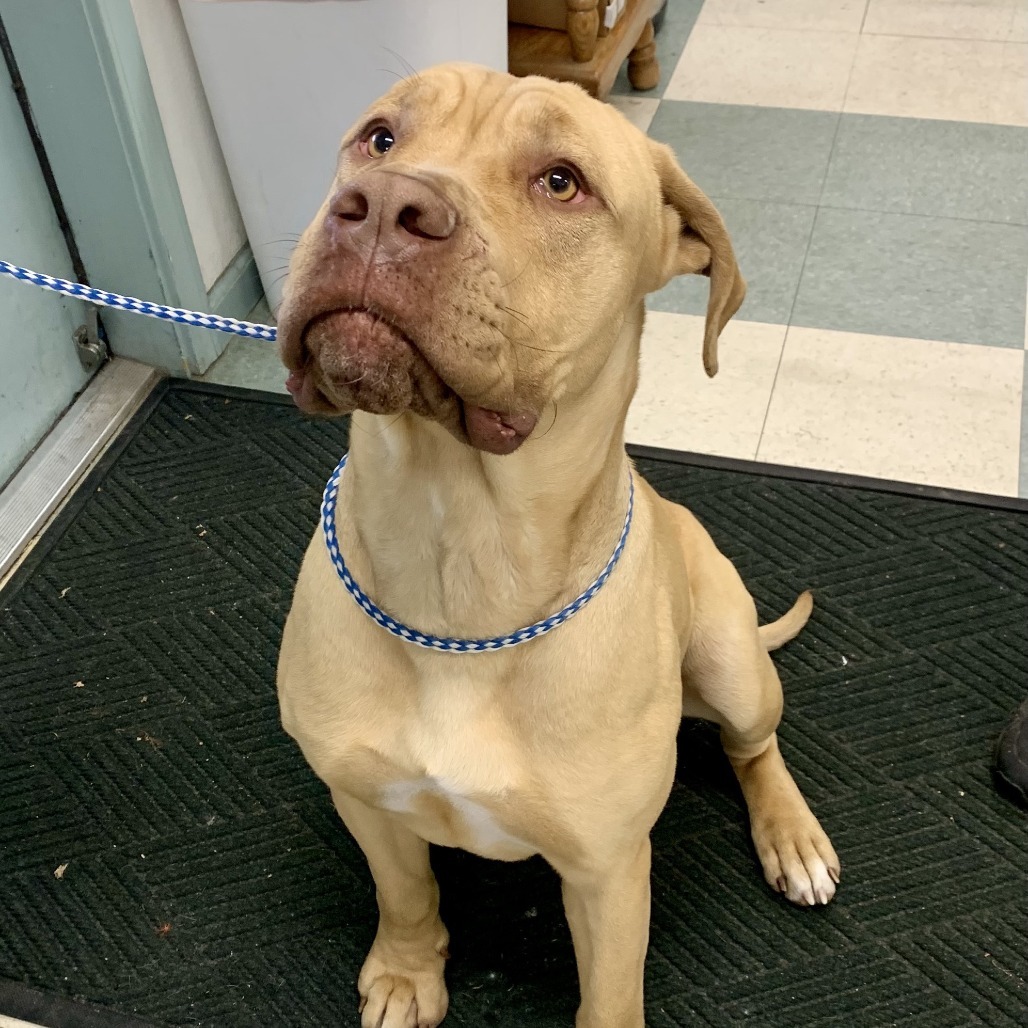 Sunny, an adoptable Cane Corso in Mount Shasta, CA, 96067 | Photo Image 3