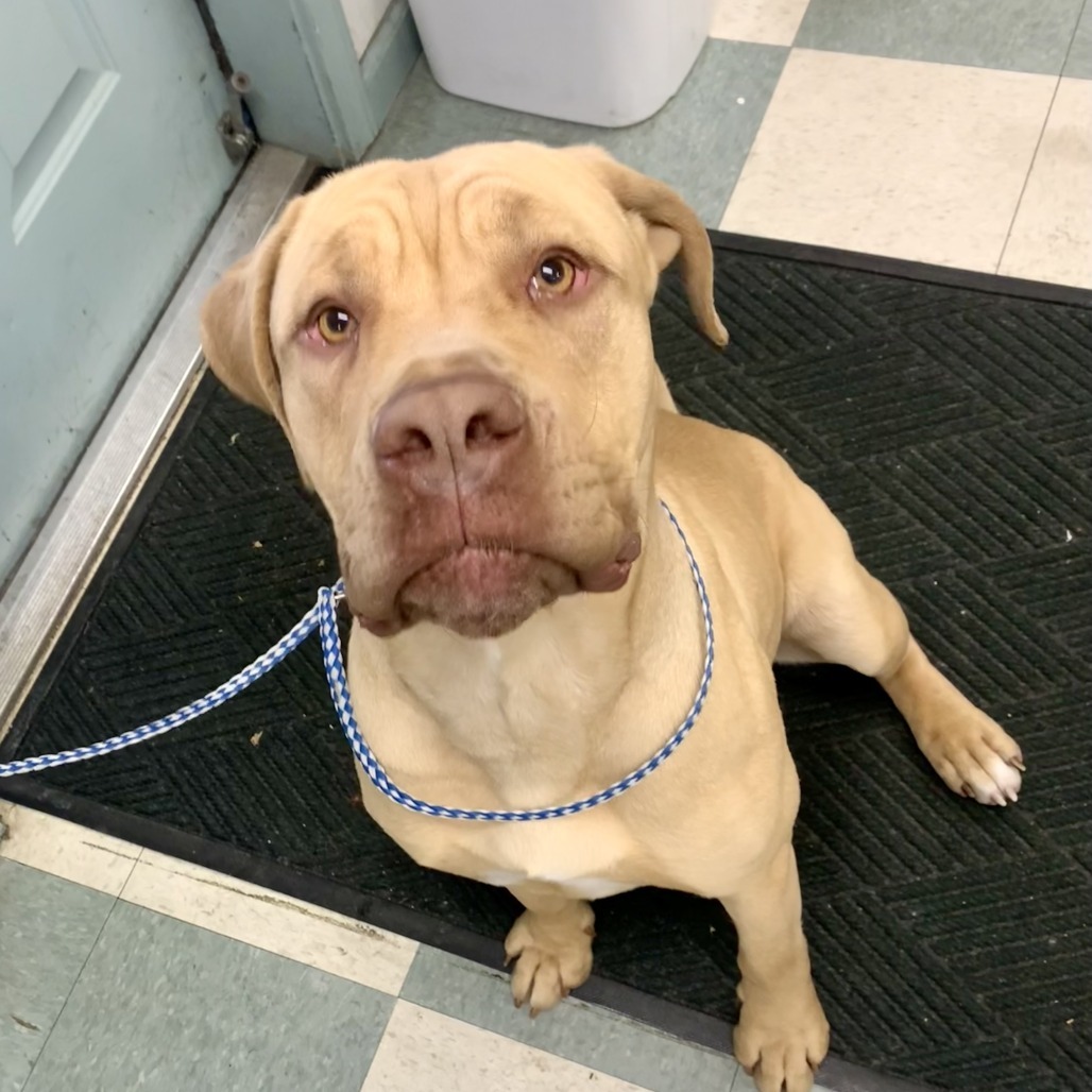 Sunny, an adoptable Cane Corso in Mount Shasta, CA, 96067 | Photo Image 4