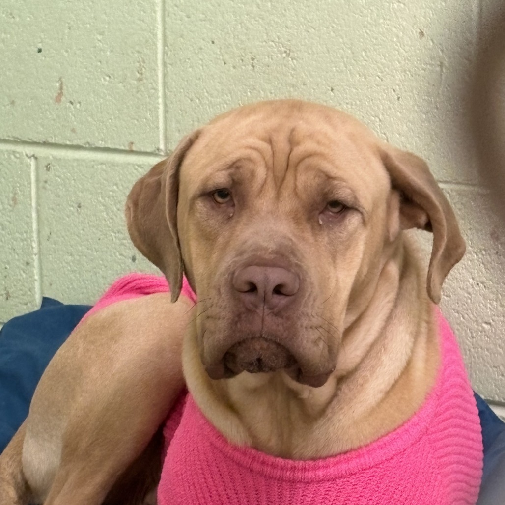 Sunny, an adoptable Cane Corso in Mount Shasta, CA, 96067 | Photo Image 5