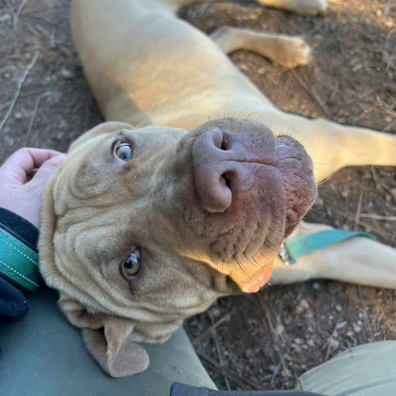 Sunny, an adoptable Cane Corso in Mount Shasta, CA, 96067 | Photo Image 6