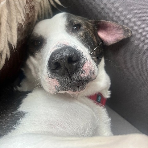 Hank