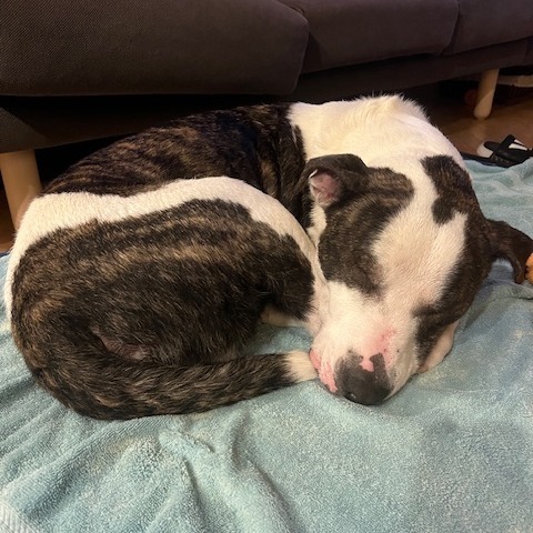 Hank