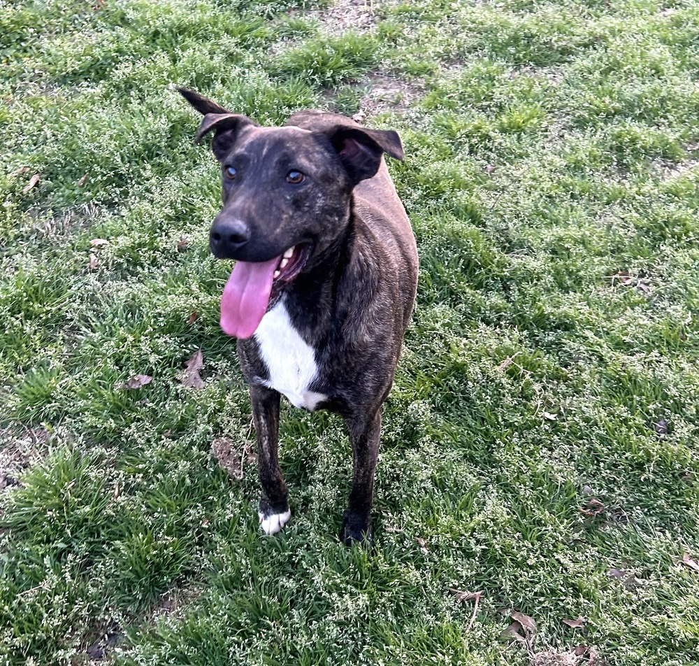 Fable - cowboy litter of 3