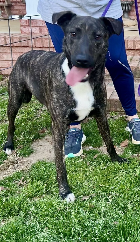 Fable - cowboy litter of 3