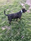 Fable - cowboy litter of 3
