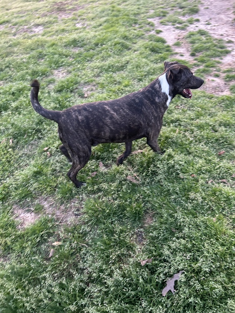 Fable - cowboy litter of 3