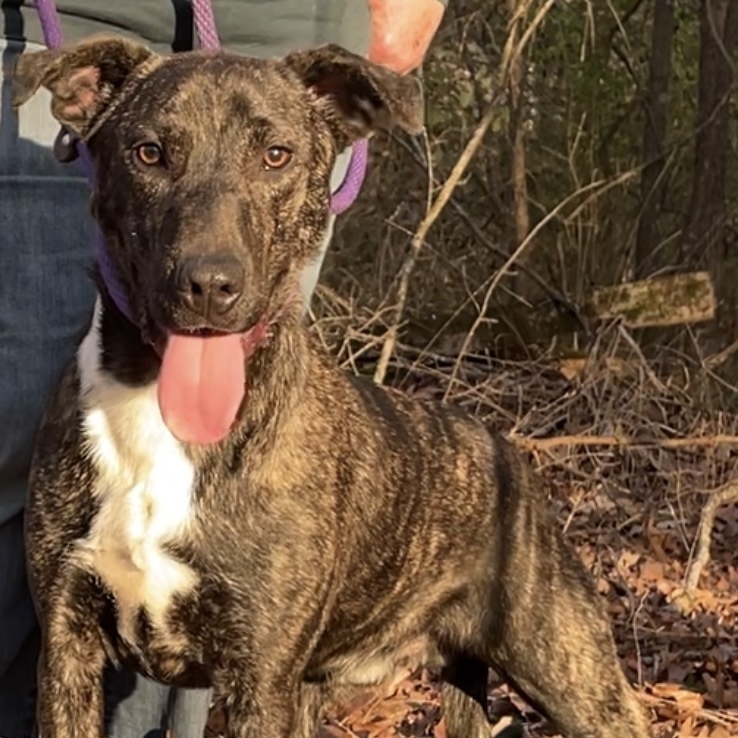 Fable - cowboy litter of 3