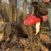 Fable - cowboy litter of 3