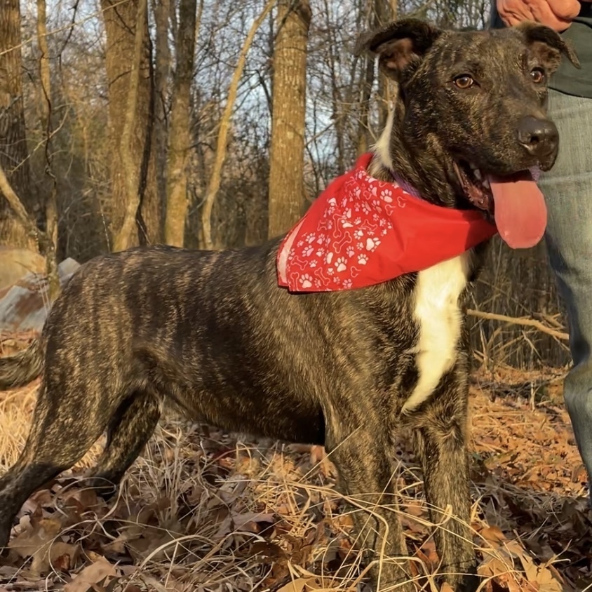 Fable - cowboy litter of 3