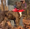 Fable - cowboy litter of 3