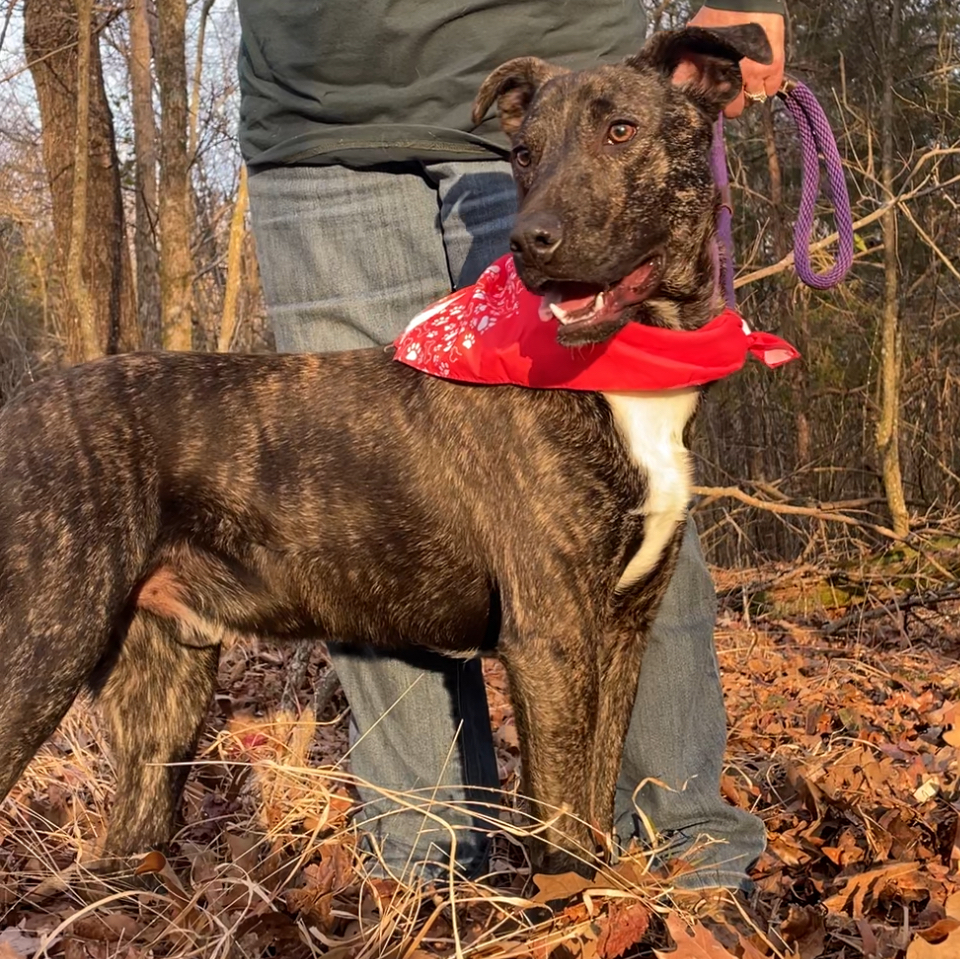 Fable - cowboy litter of 3