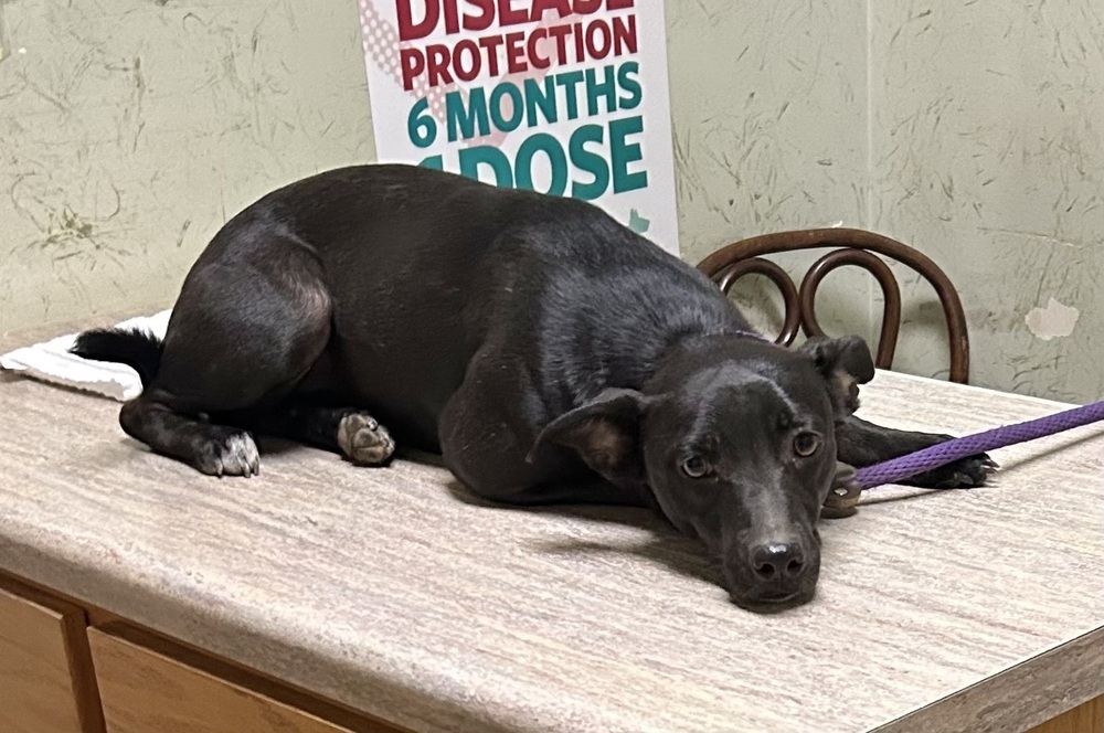 Loretta - Country Gal