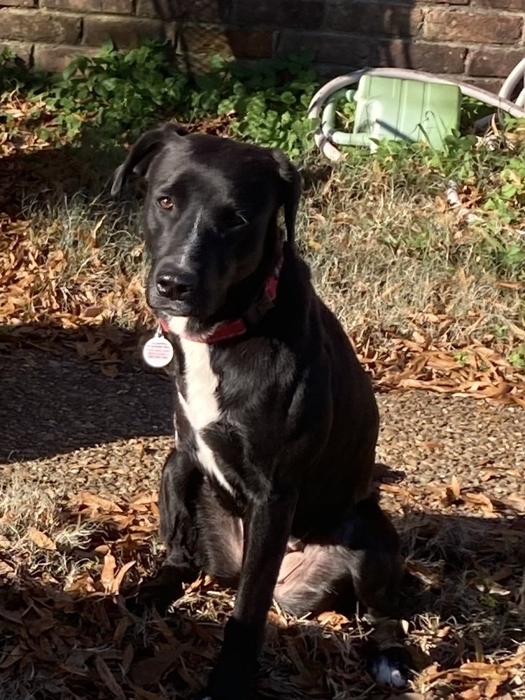 Bailey