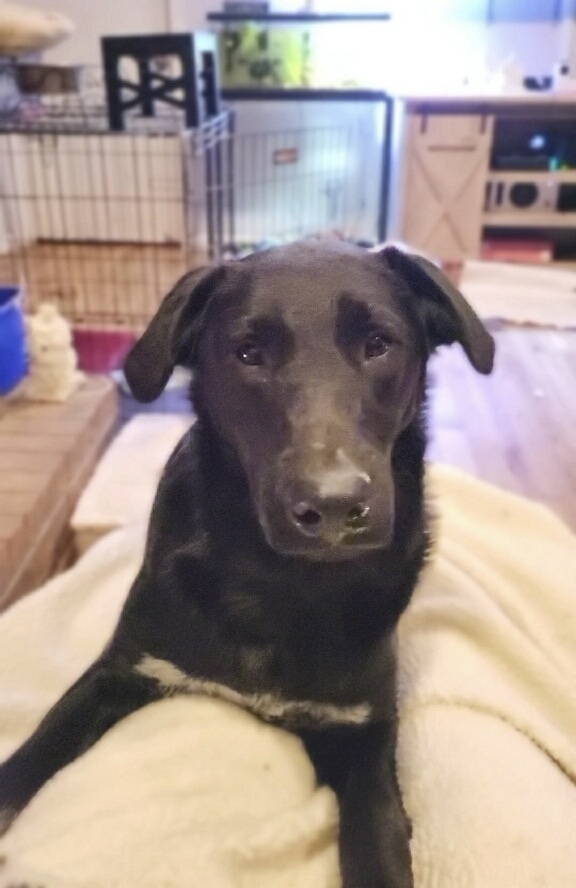 London - L litter of 4