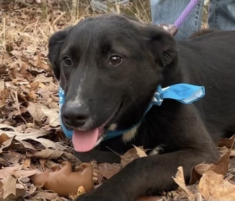 Avery - A-Pup litter