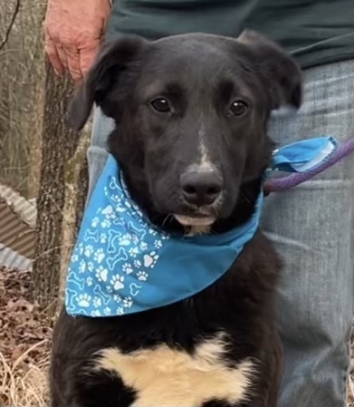 Avery - A-Pup litter