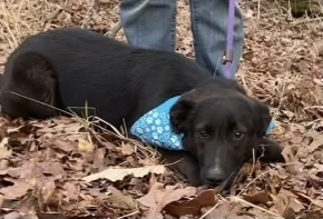 Avery - A-Pup litter