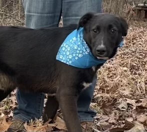 Avery - A-Pup litter