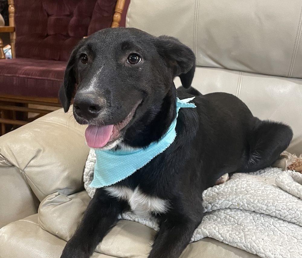 Avery - A-Pup litter
