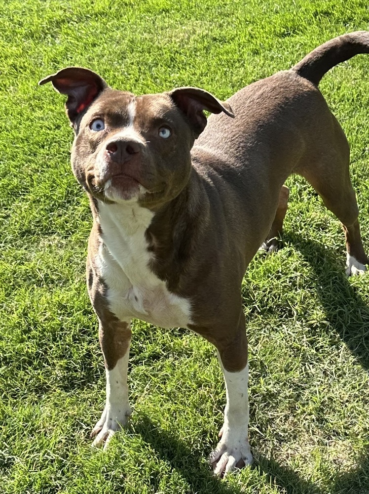 Penny