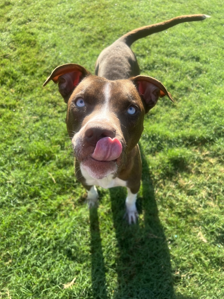 Penny