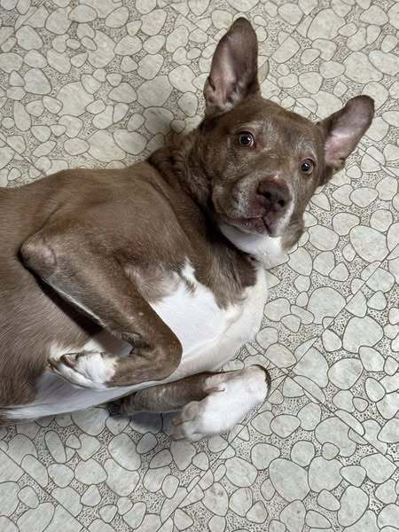 Penny