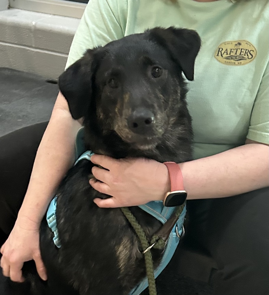 Lillyann - L litter of 4